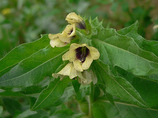 blín černý (Hyoscyamus niger)