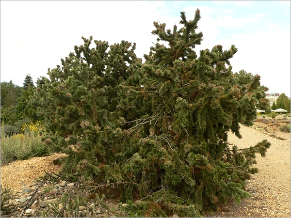 borovice osinatá (Pinus aristata) z botanické zahrady v Praze-Troji, celkový pohled