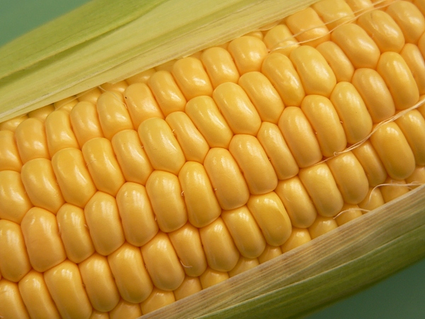 klas kukuřice seté (Zea mays)