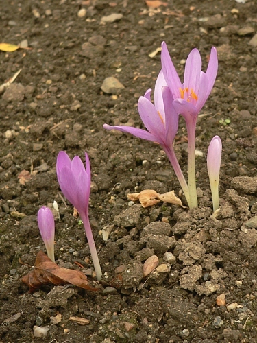 kvetoucí ocún jesenní (Colchicum autumnale) z botanické zahrady v Praze-Troji