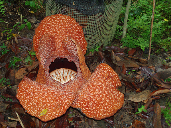 květ raflésie, pravděpodobně druhu Rafflesia arnoldii