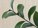 listnatec (Ruscus)