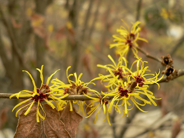 Vilín měkký (Hamamelis mollis), kultivar 'Pallida'. Jedna z mála okrasných rostlin, které u nás kvetou v zimě.