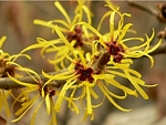 Vilín měkký (Hamamelis mollis), kultivar 'Pallida'. Jedna z mála okrasných rostlin, které u nás kvetou v zimě.