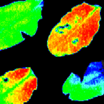 fluorescence listů huseníčku