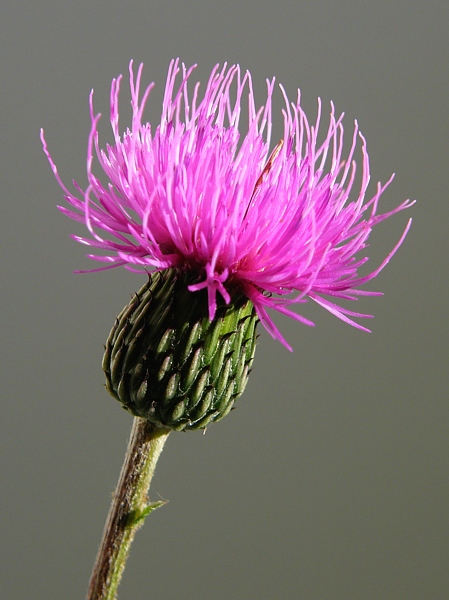 Květenství pcháče šedého (Cirsium canum). Snímek Jan Rezek.