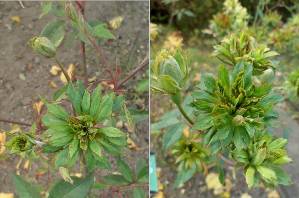 Růže čínská, kultivar Viridiflora. Květní orgány jsou přeměněné na listovité útvary.