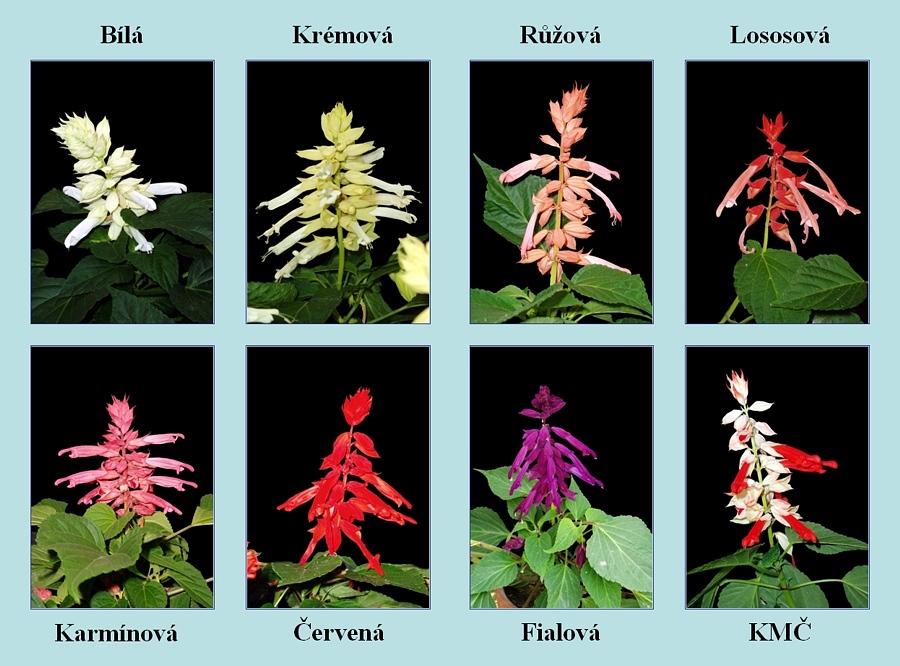 Šalvěj zářivá (Salvia splendens). Původní forma s červenými květy a mutanti s jinou barvou květů.