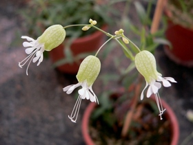 Kvetoucí silenka obecná (Silene vulgaris).